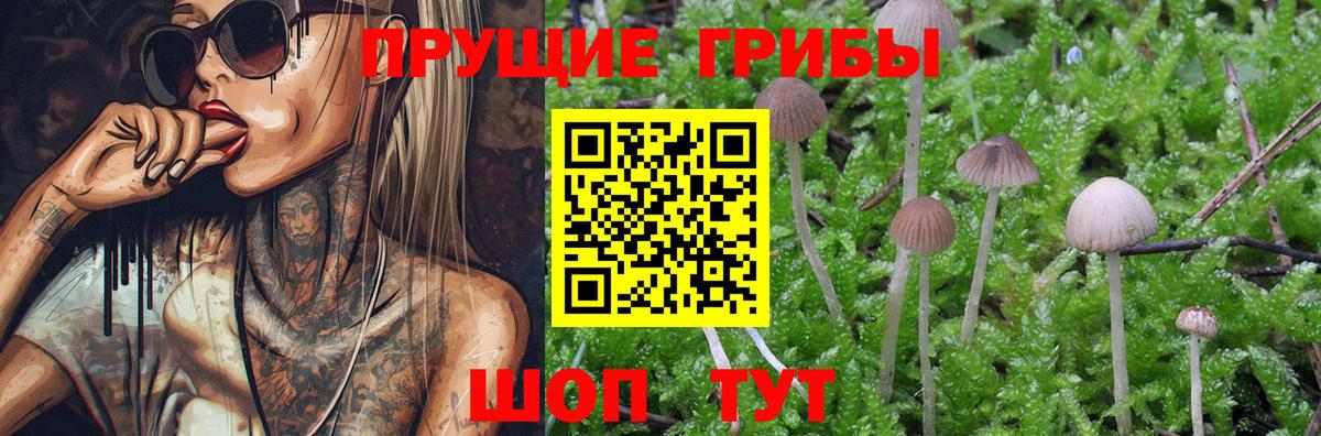 Псилоцибиновые грибы мицелий Йошкар-Ола