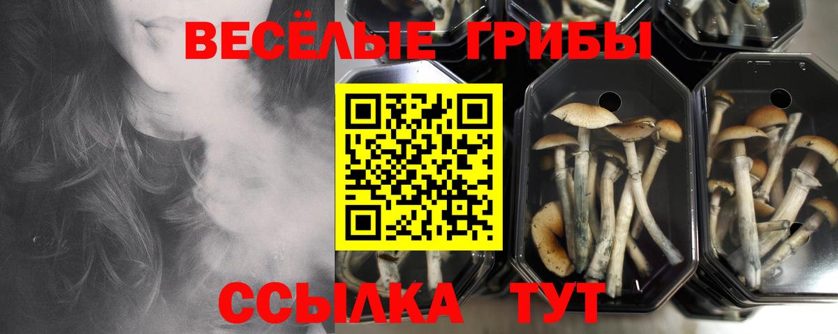 Йошкар-Ола  Псилоцибиновые грибы GOLDEN TEACHER  Псилоцибиновые грибы Cubensis  Вход с VPN 